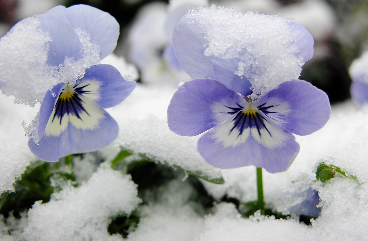 snow flower violets free photo
