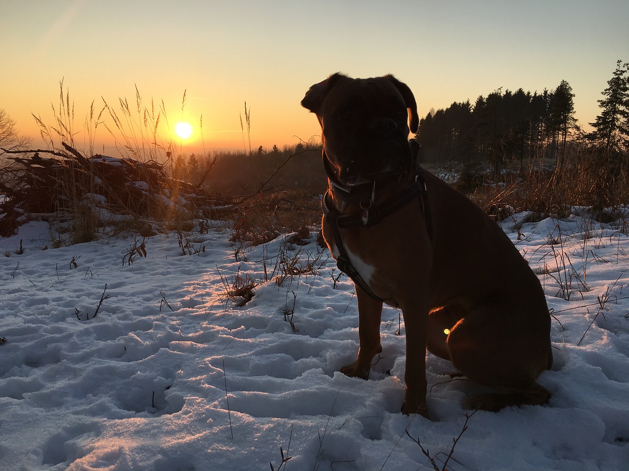 snow sunset wintry free photo