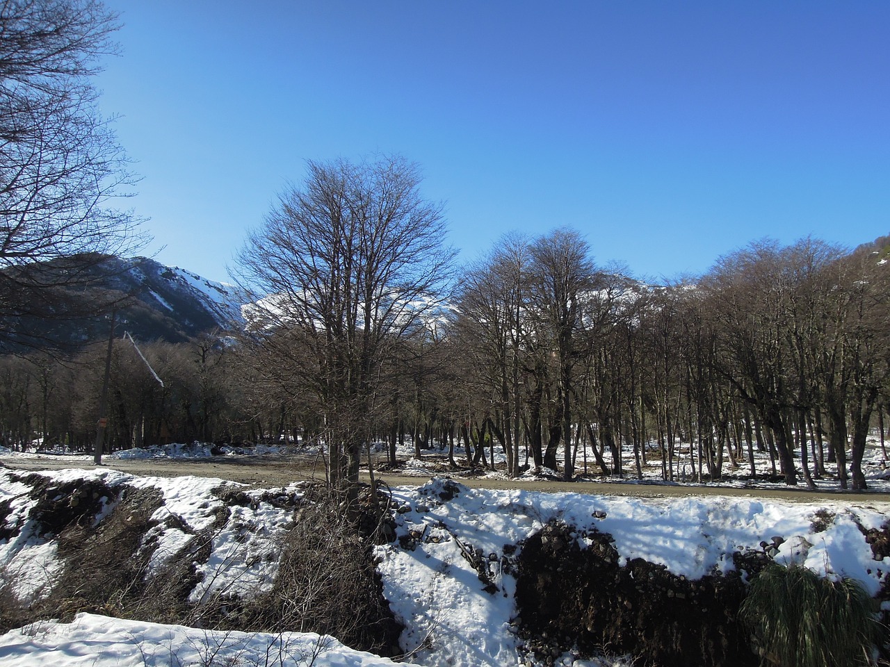 snow trees mountain free photo