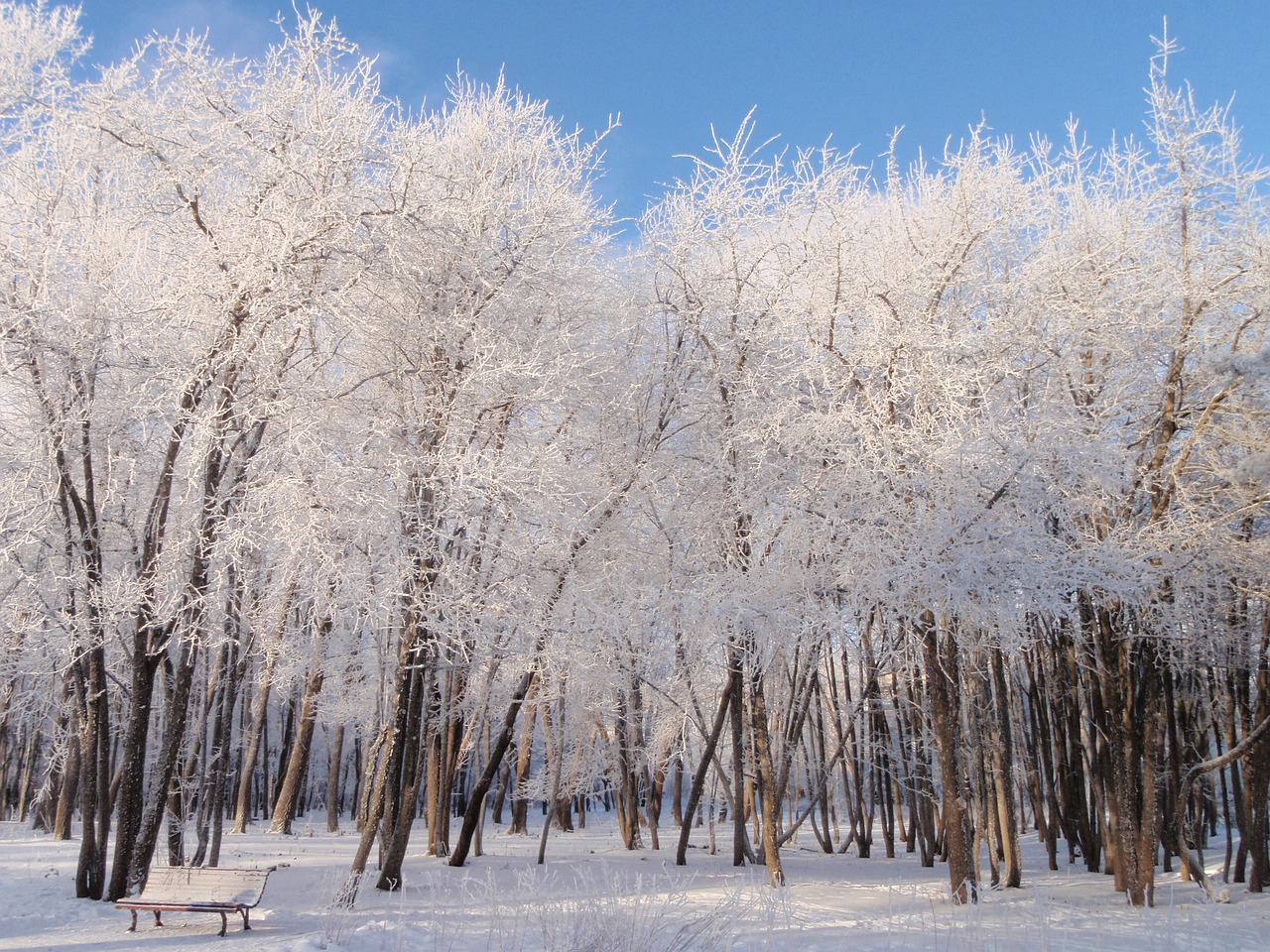 snow winter park free photo