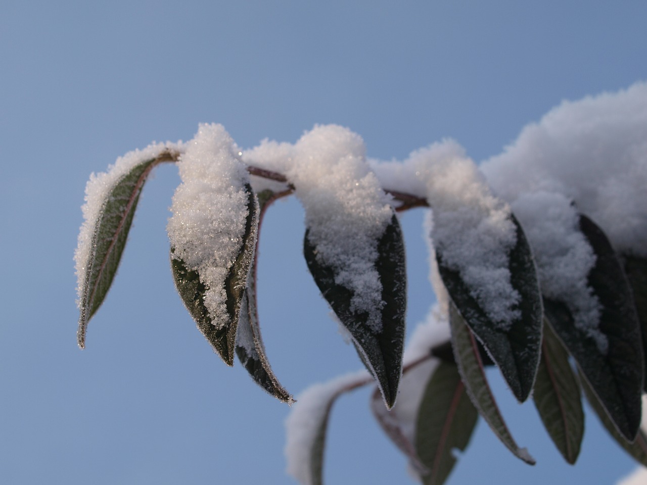 snow winter leaves free photo