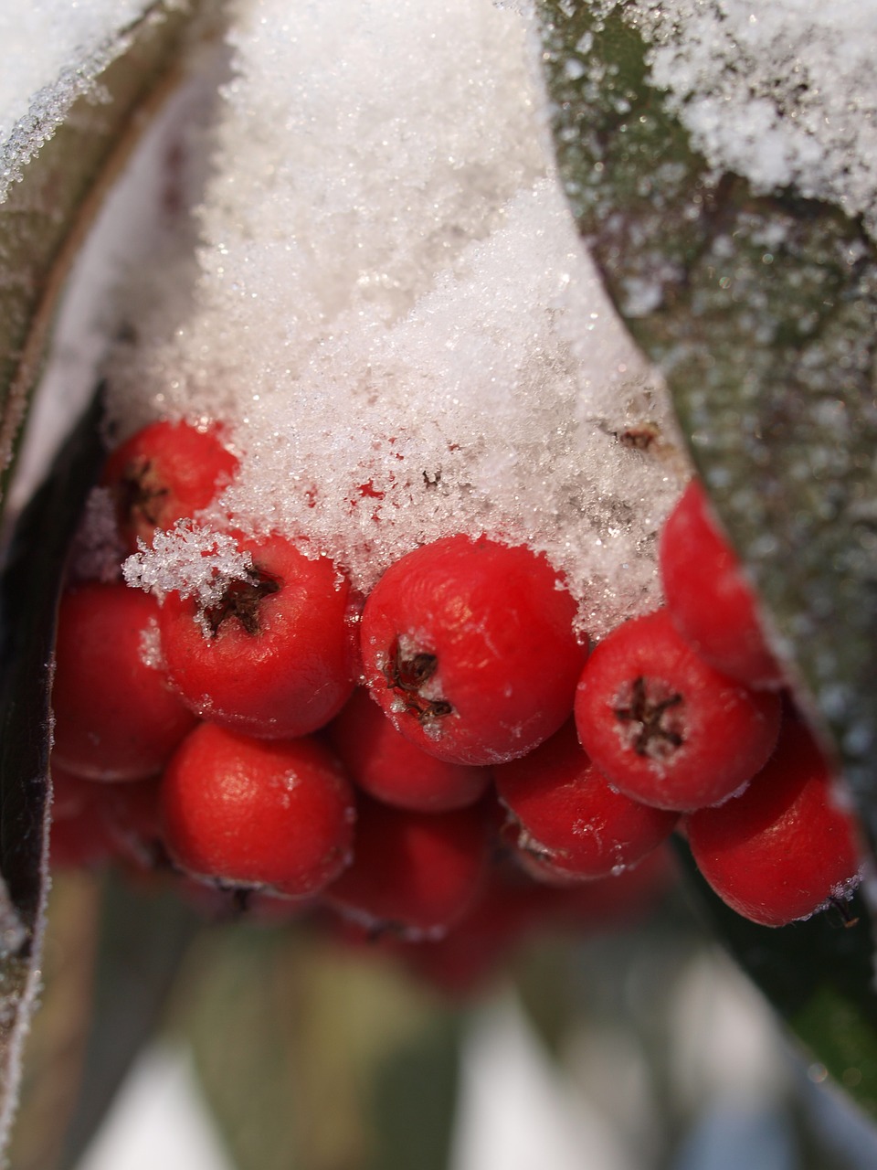 snow winter berries free photo