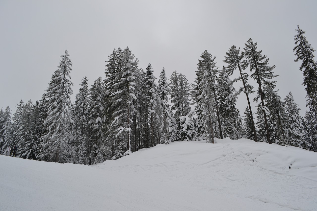 snow trees nature free photo