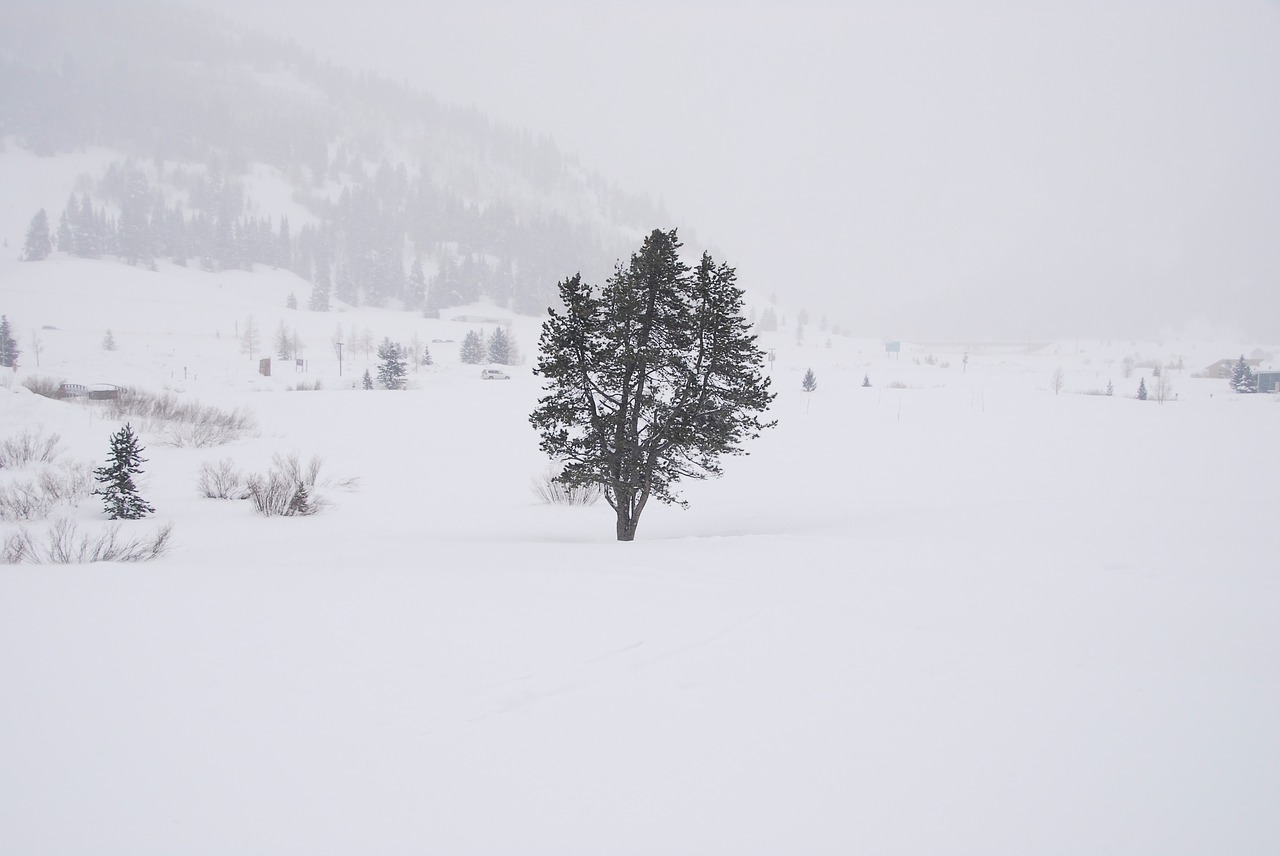 snow whiteout tree free photo