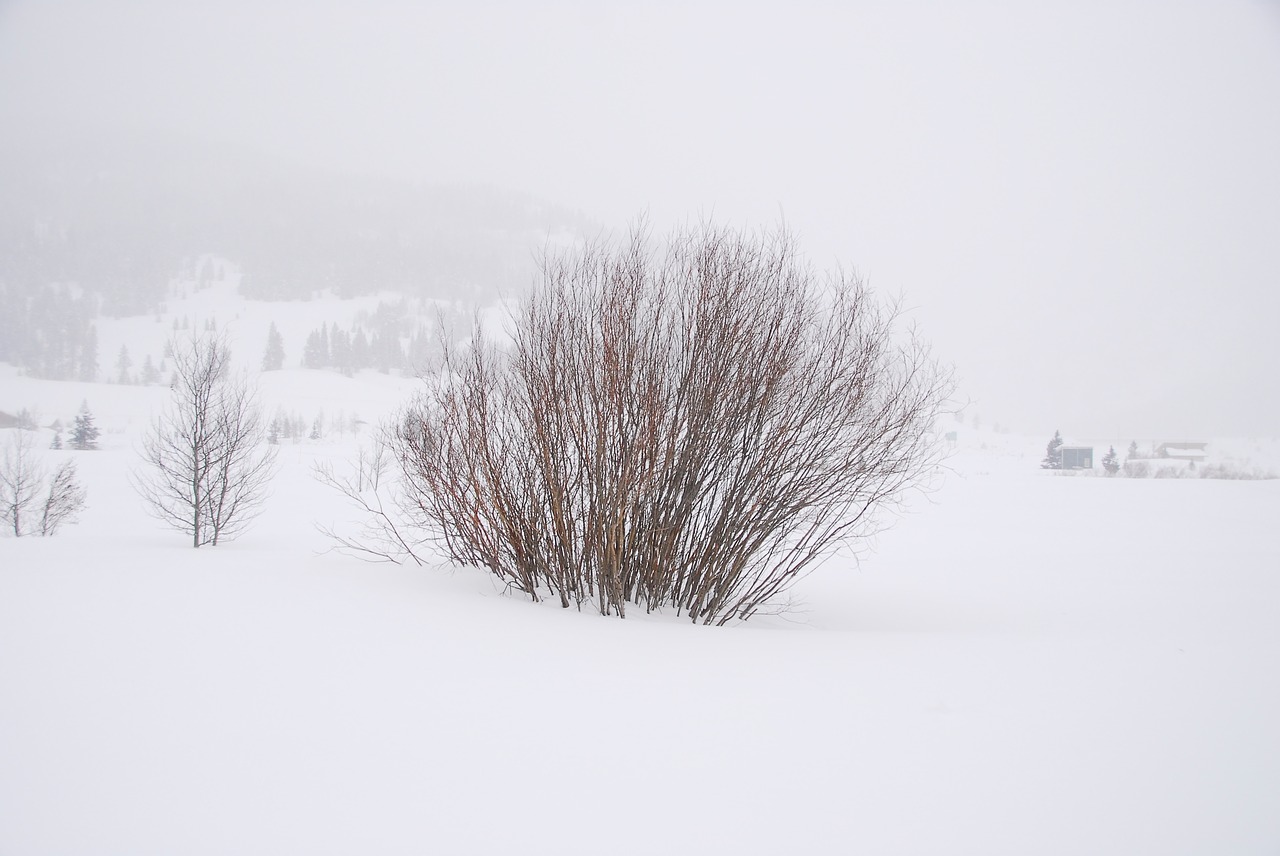 snow whiteout bush free photo