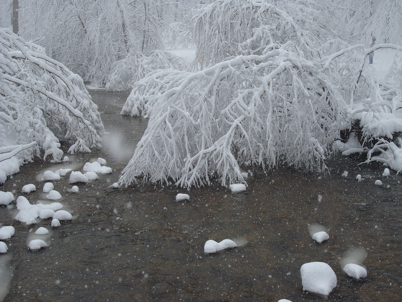 snow branches weather free photo