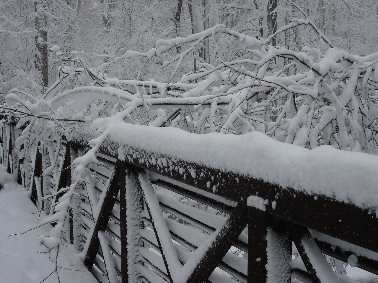 snow branches weather free photo