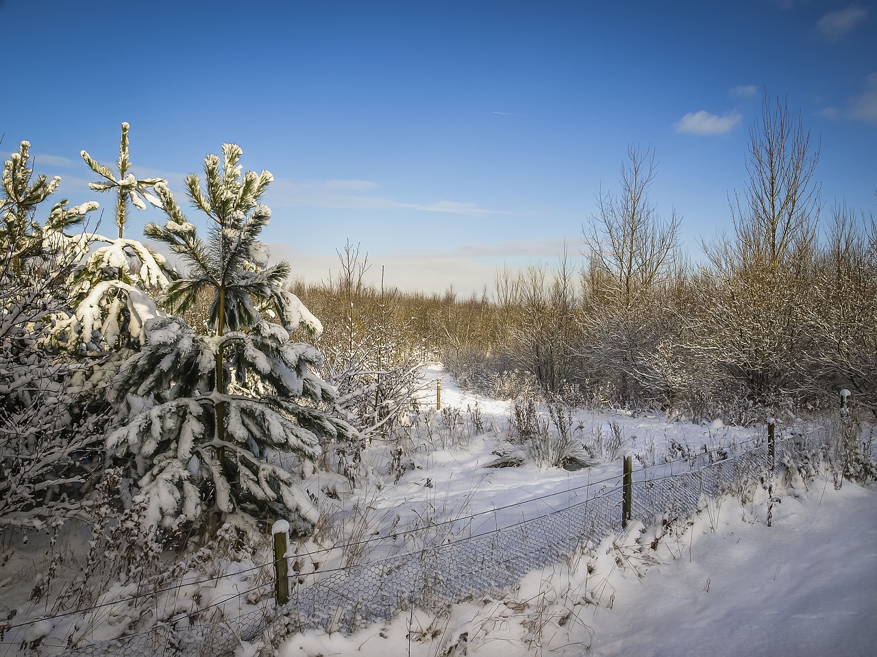 snow winter landscape free photo