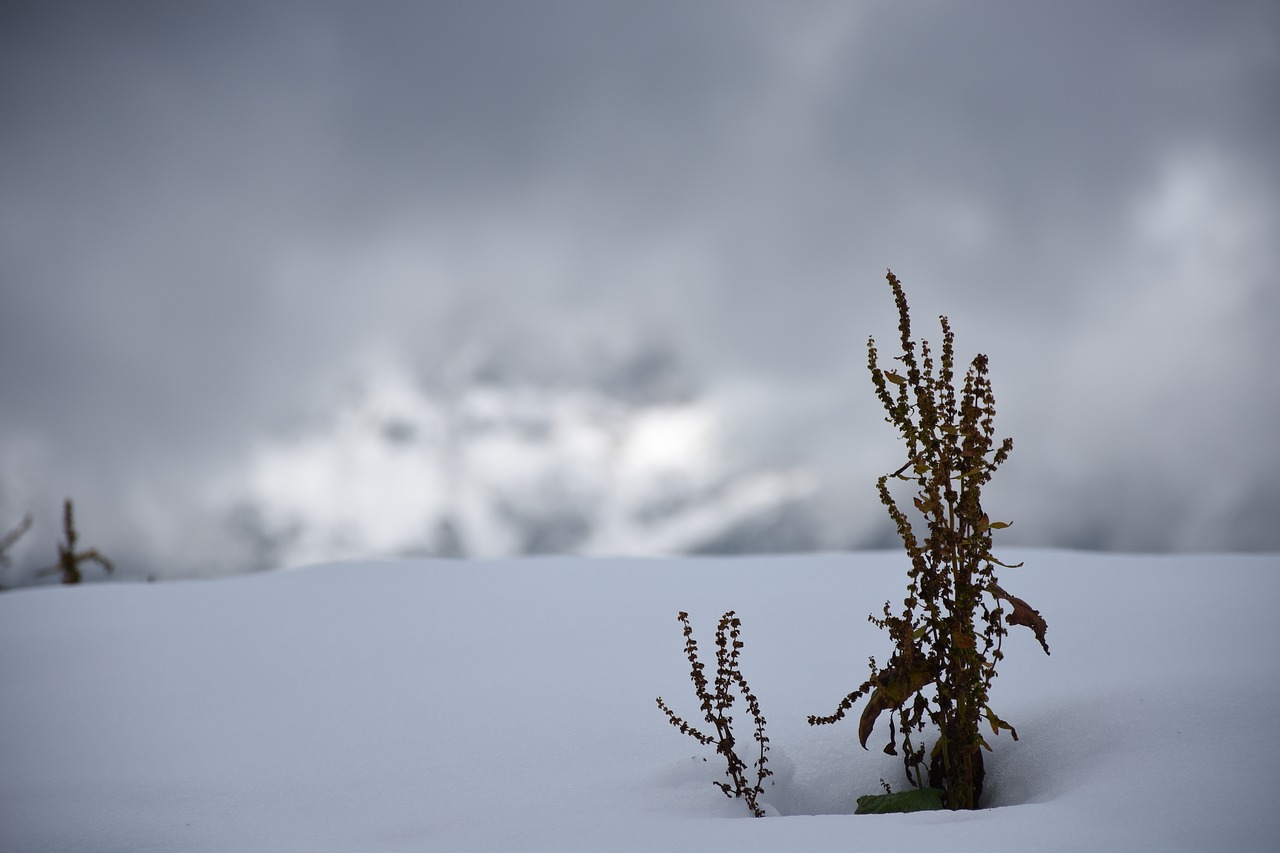 snow fog plant free photo