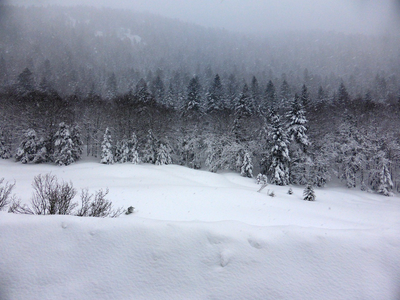 snow forest trees free photo