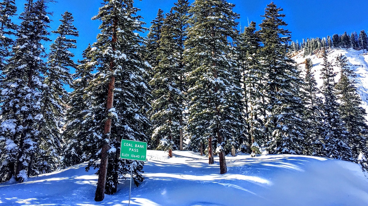 snow colorado trees free photo