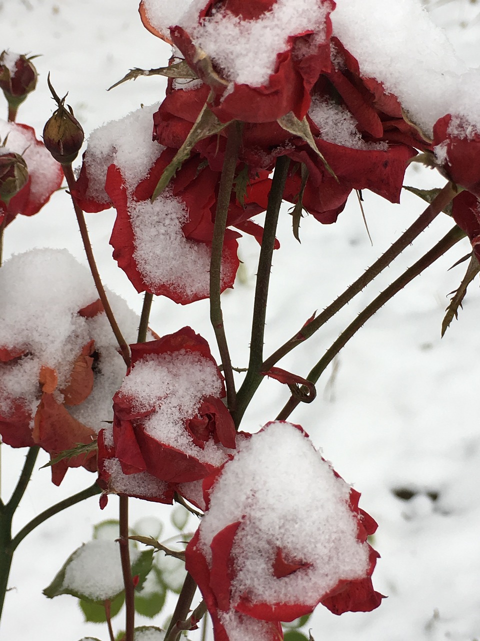 snow roses sadness free photo