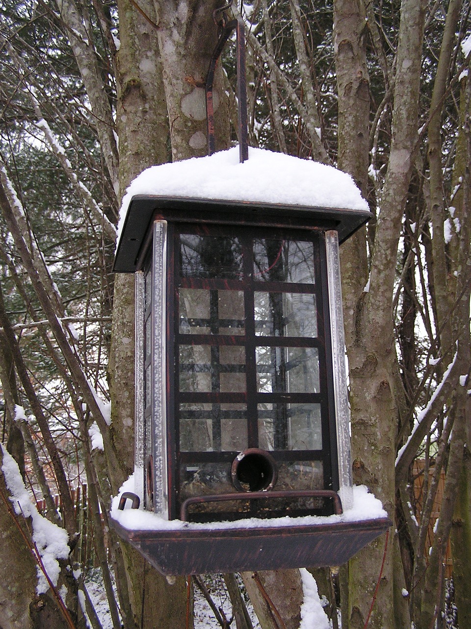 snow bird feeder winter free photo