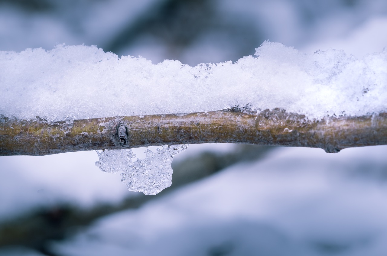 snow winter branch free photo