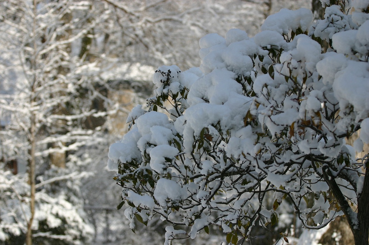 snow tree vegetation free photo