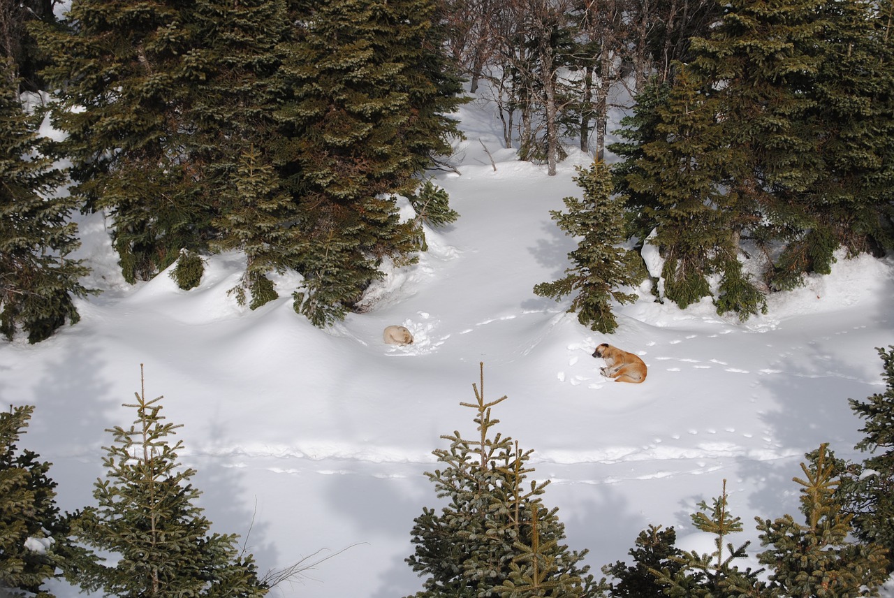 snow dogs winter free photo