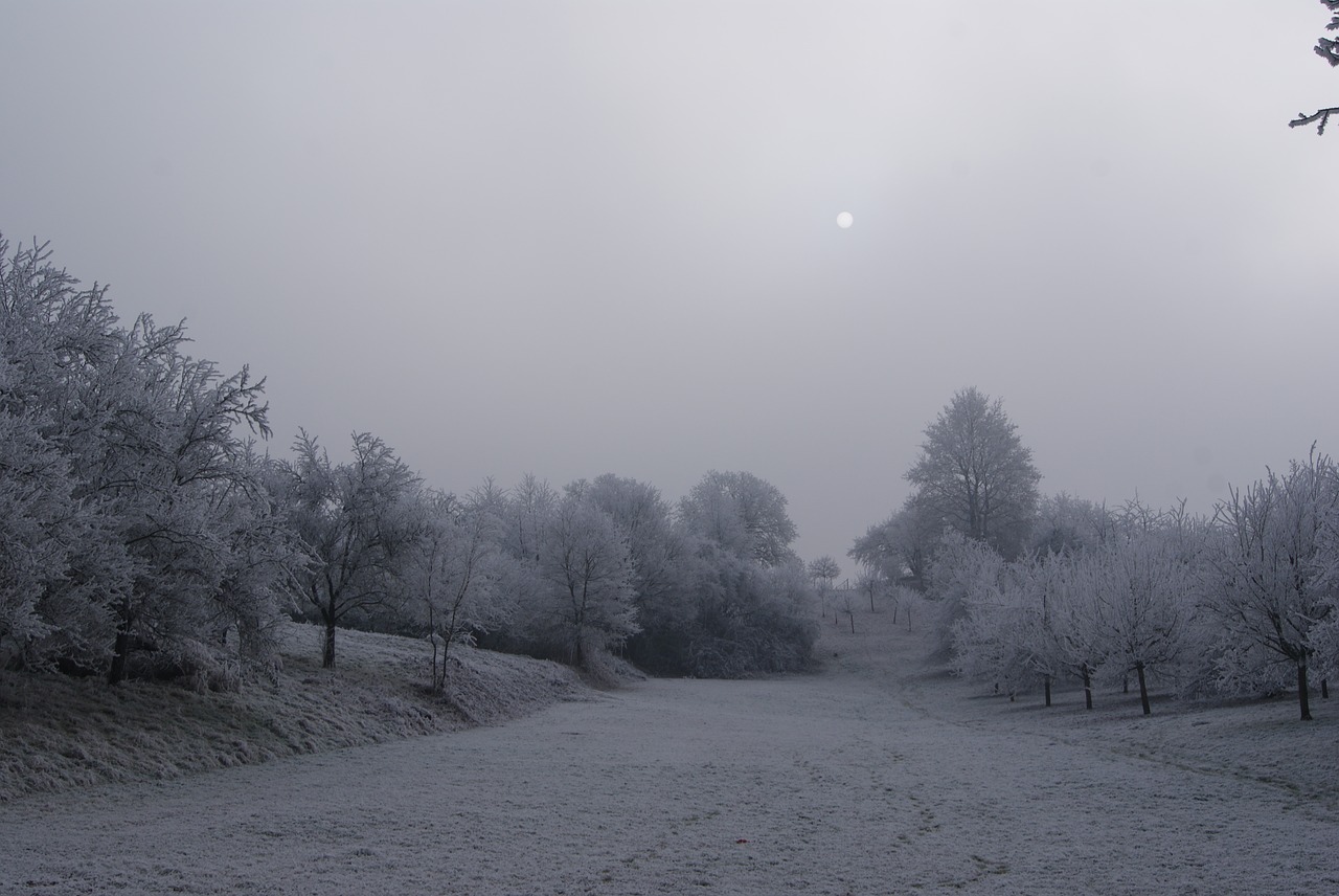 snow wintry winter free photo