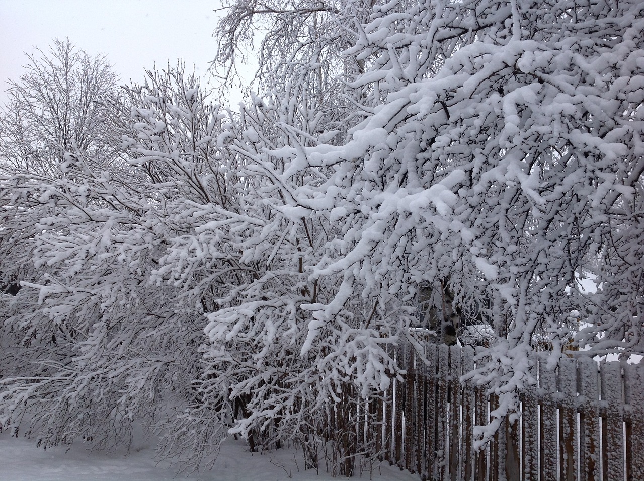 snow trees winter free photo