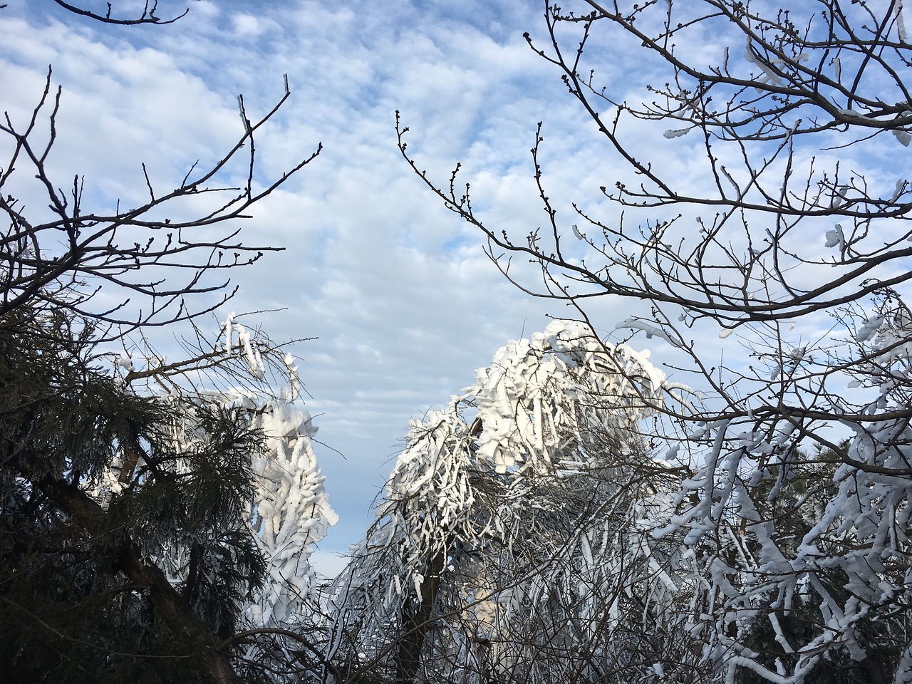 snow mountain tree free photo