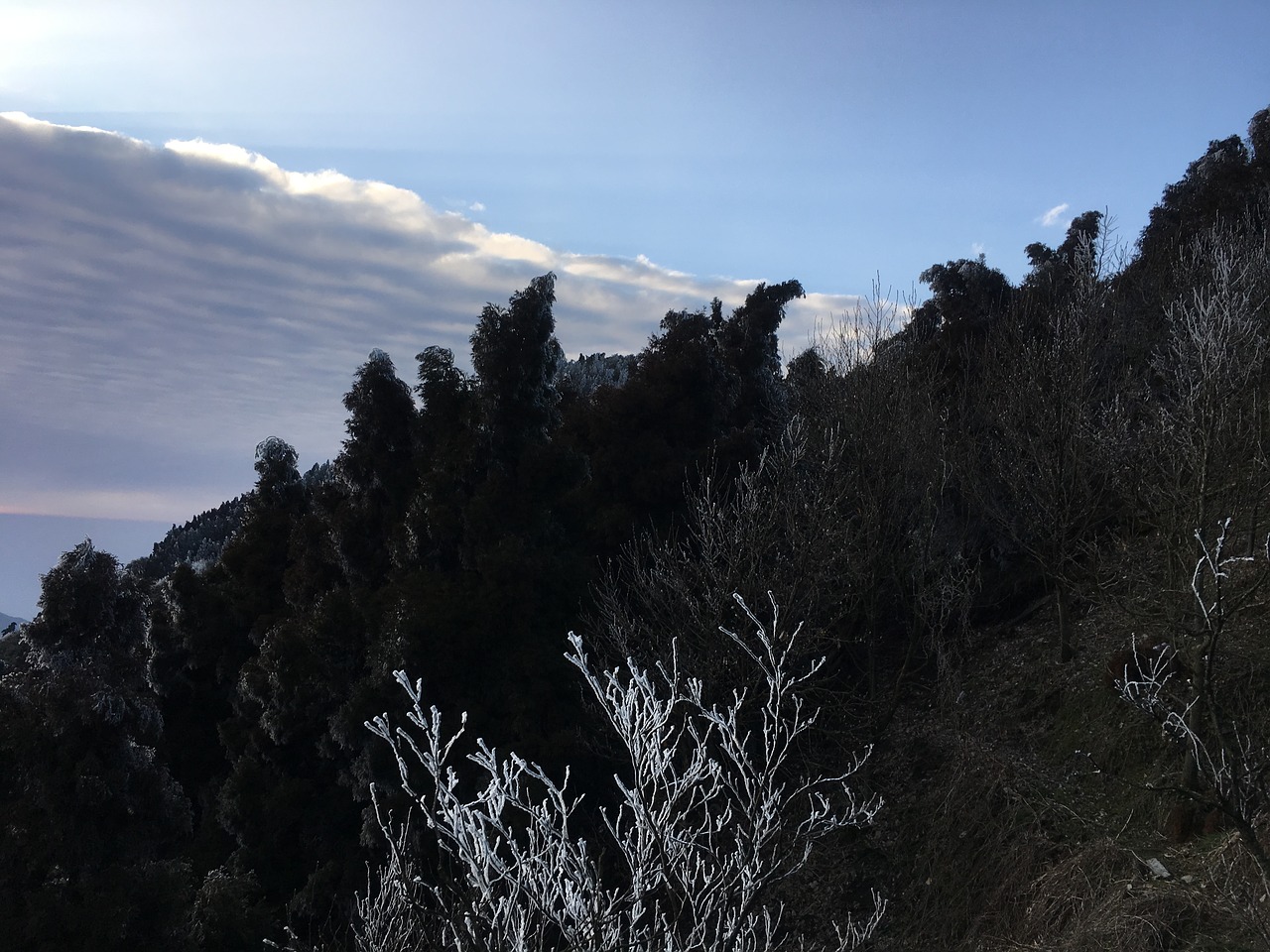 snow mountain tree free photo