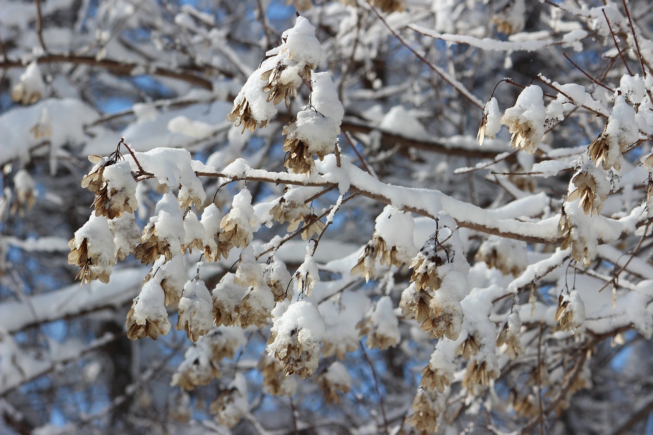 snow tree winter free photo