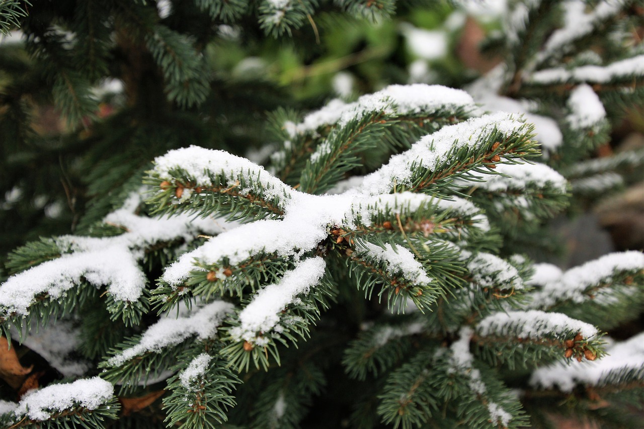 snow the first snow spruce free photo