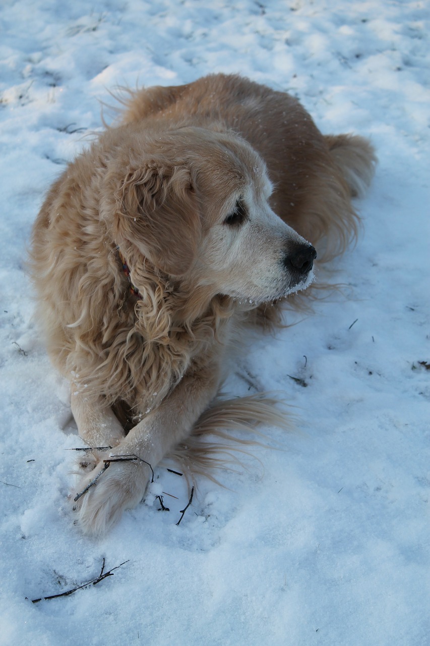 snow dog cold free photo