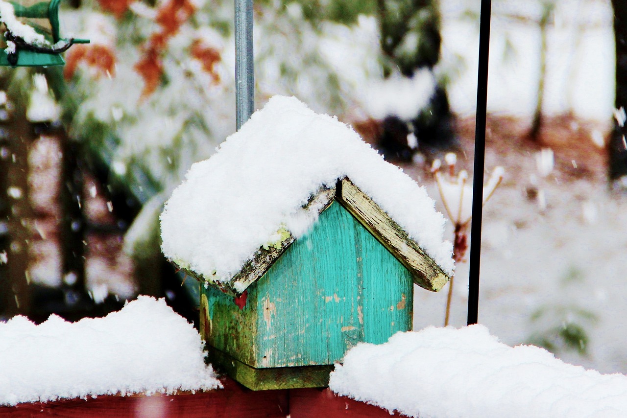 snow winter birdhouse free photo