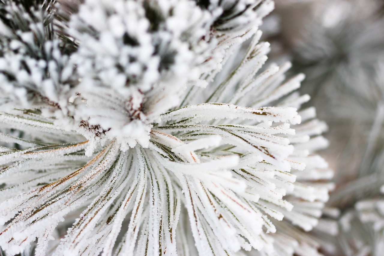 snow pine xmas free photo