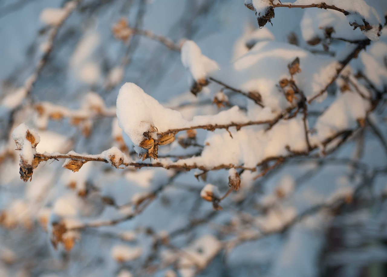 snow winter wonderland branches free photo