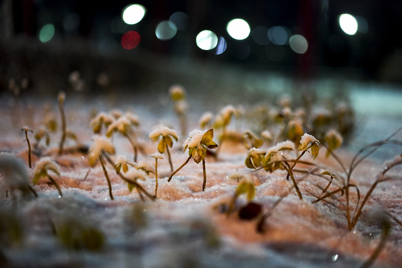 snow winter landscapes winter free photo