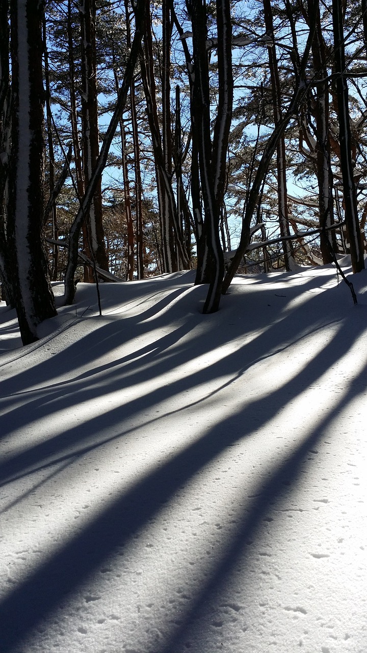 snow shadow wood free photo