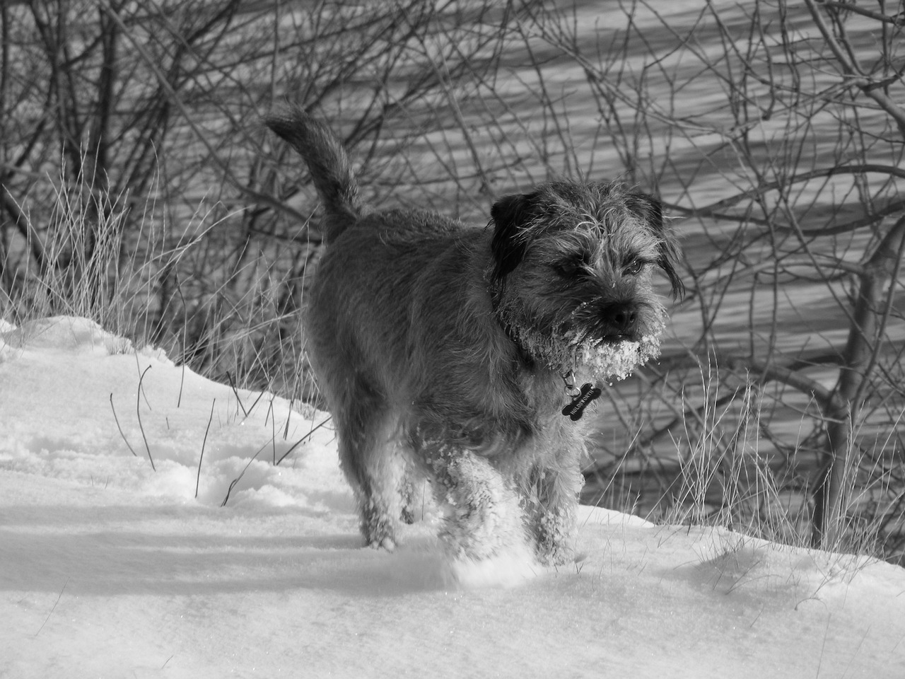snow dog border terrier free photo