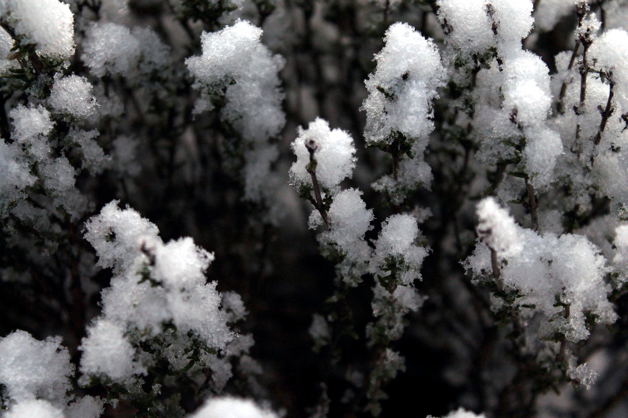 snow plant garden free photo