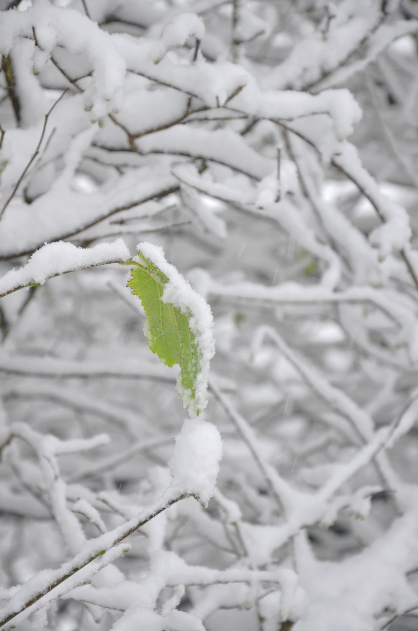 snow leaf tree free photo