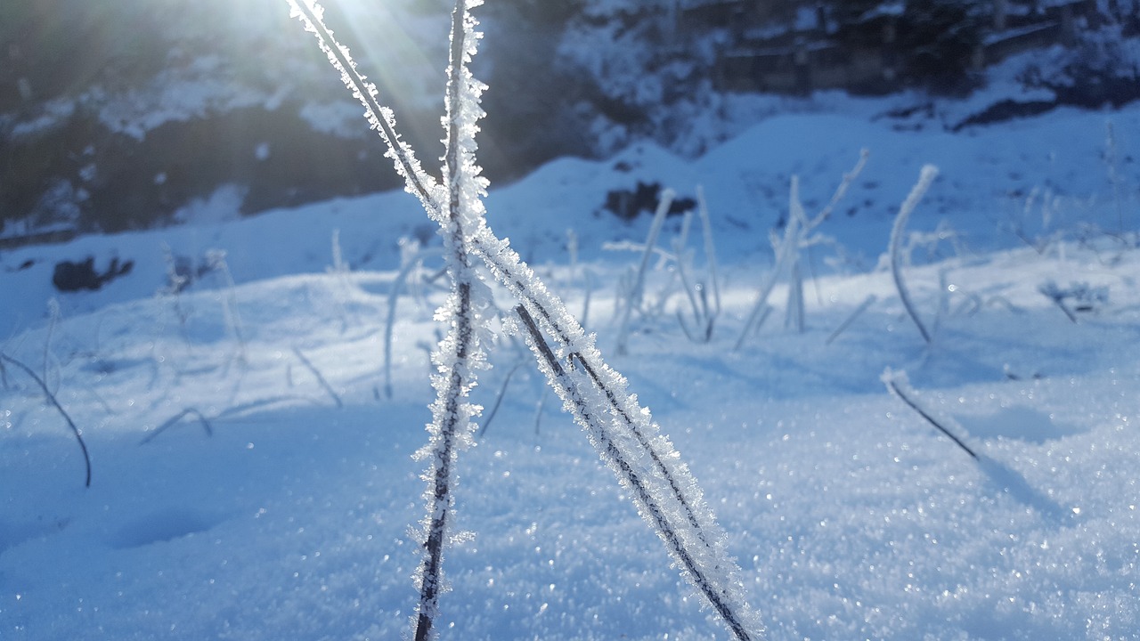 snow leann winter free photo