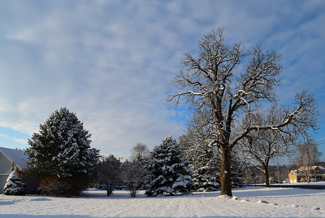 snow trees morning free photo