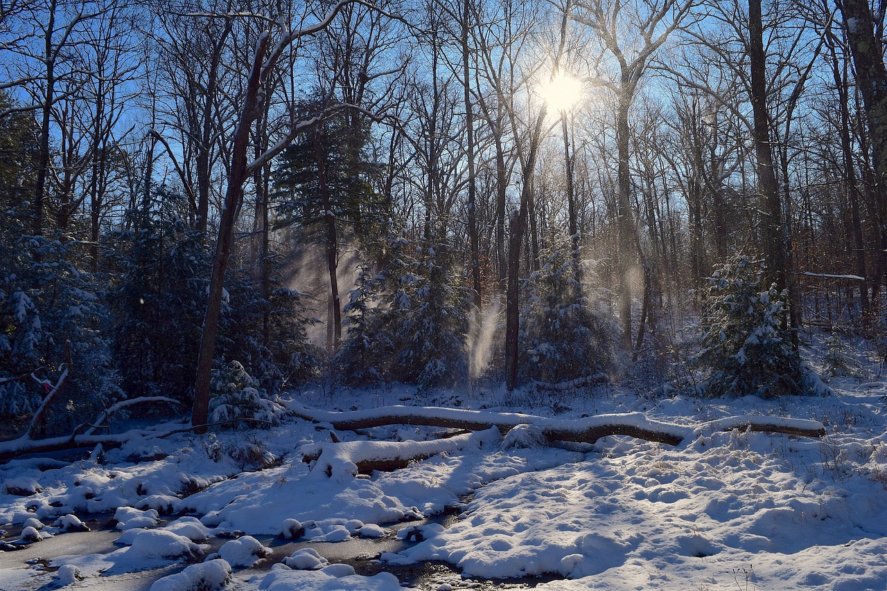 snow trees sun free photo