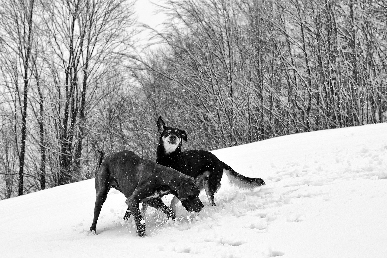 snow two dogs great dane free photo