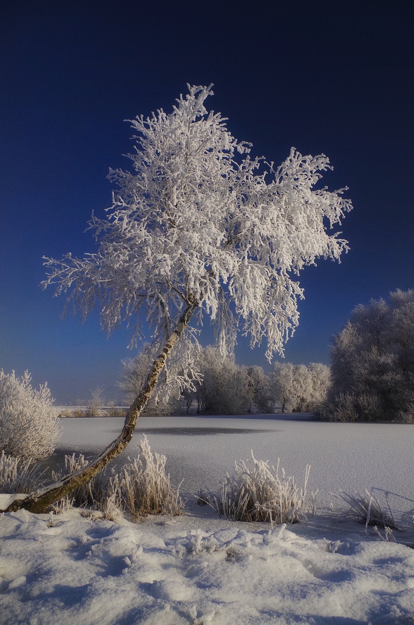 snow winter tree free photo