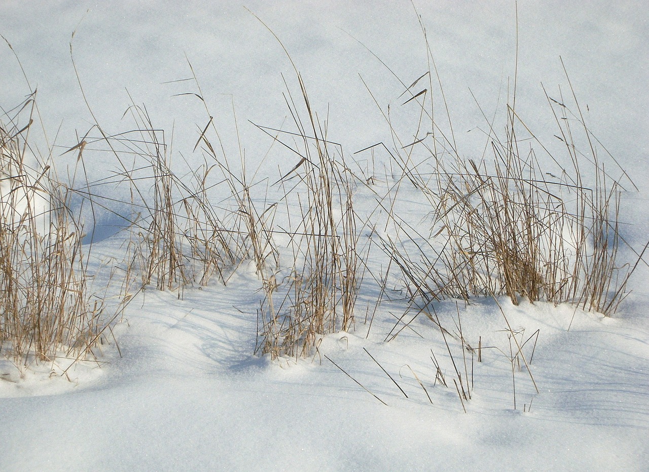 snow grass landscape free photo