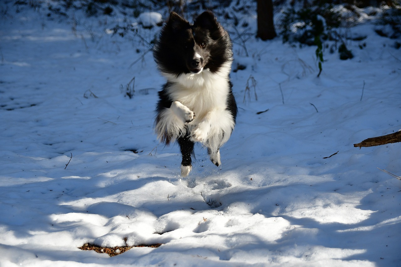 snow winter outdoors free photo