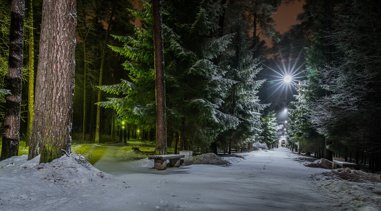 snow road trees free photo