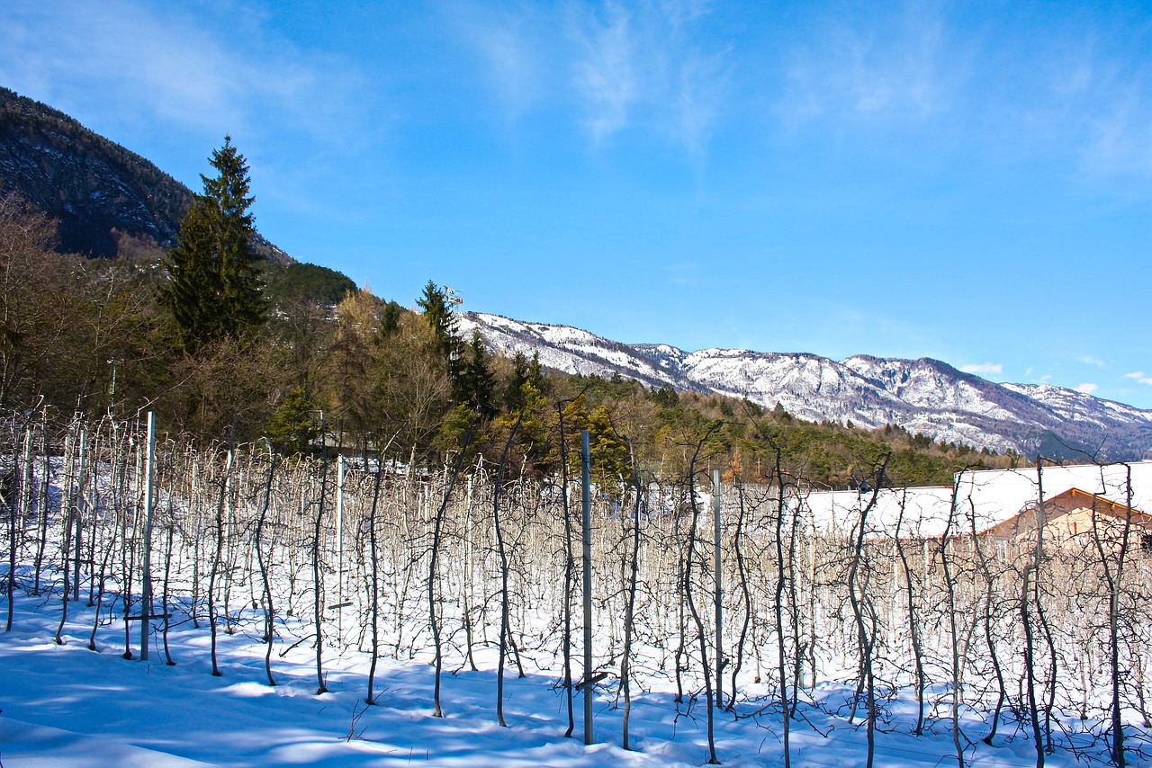 snow nature winter free photo