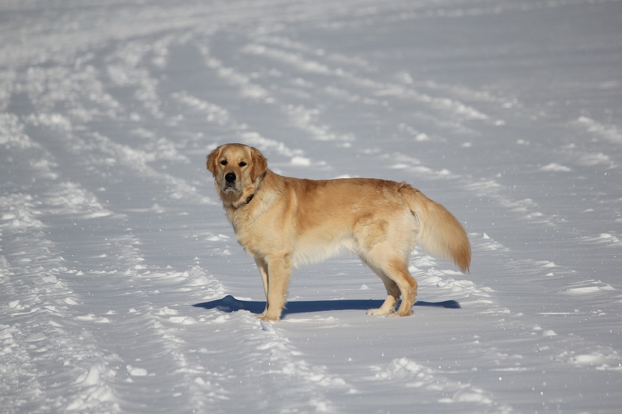 snow dog mammals free photo