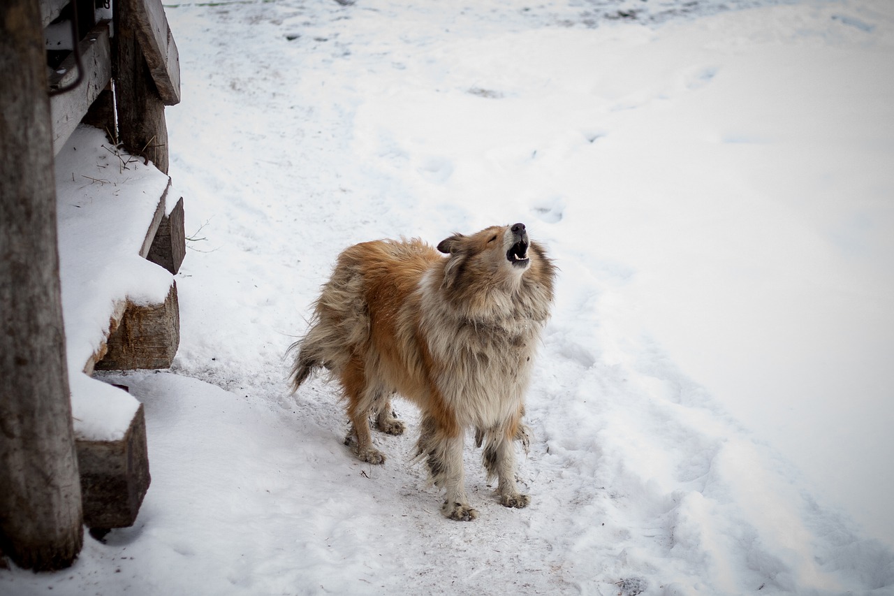 snow winter coldly free photo