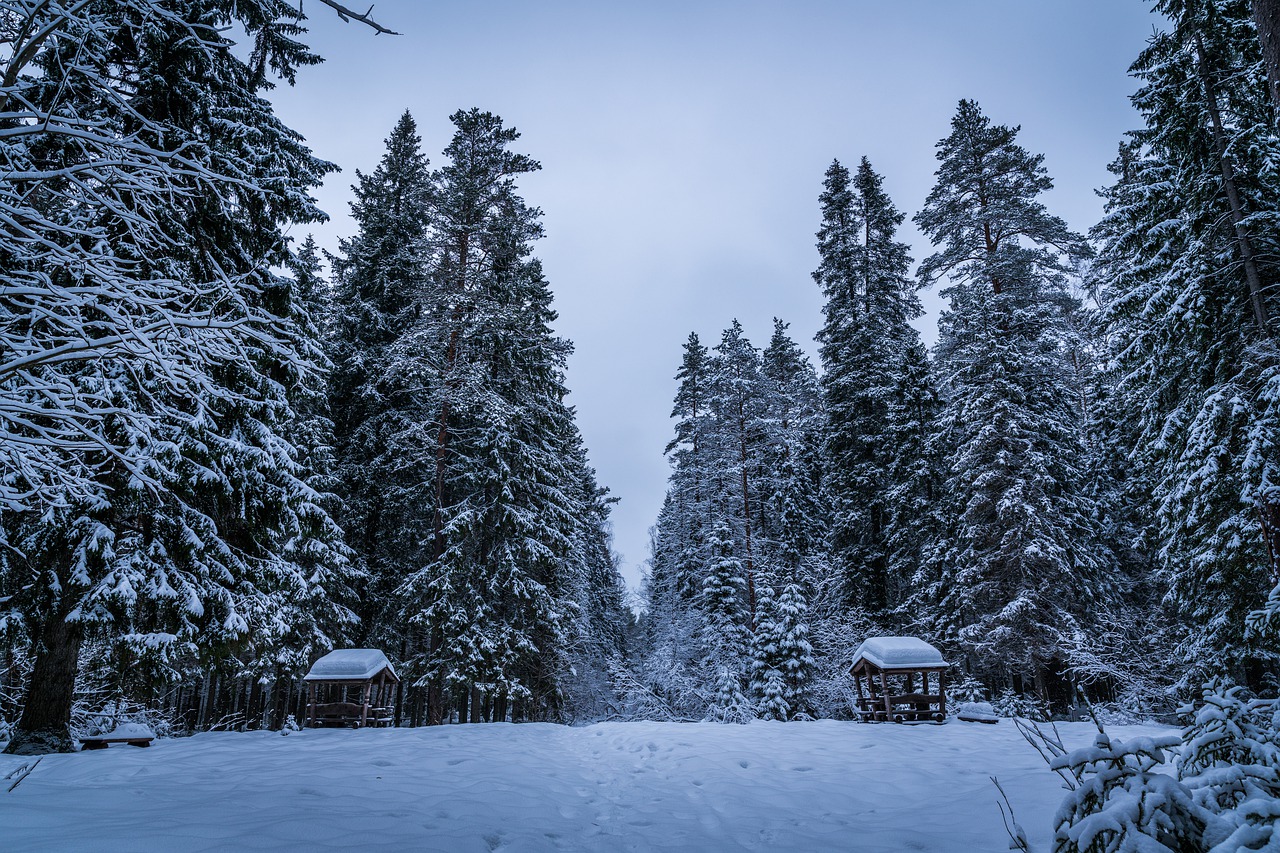 snow winter trees free photo