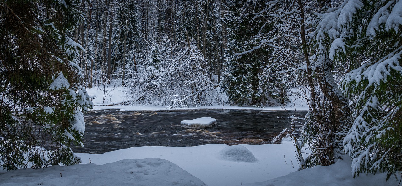 snow winter forest free photo