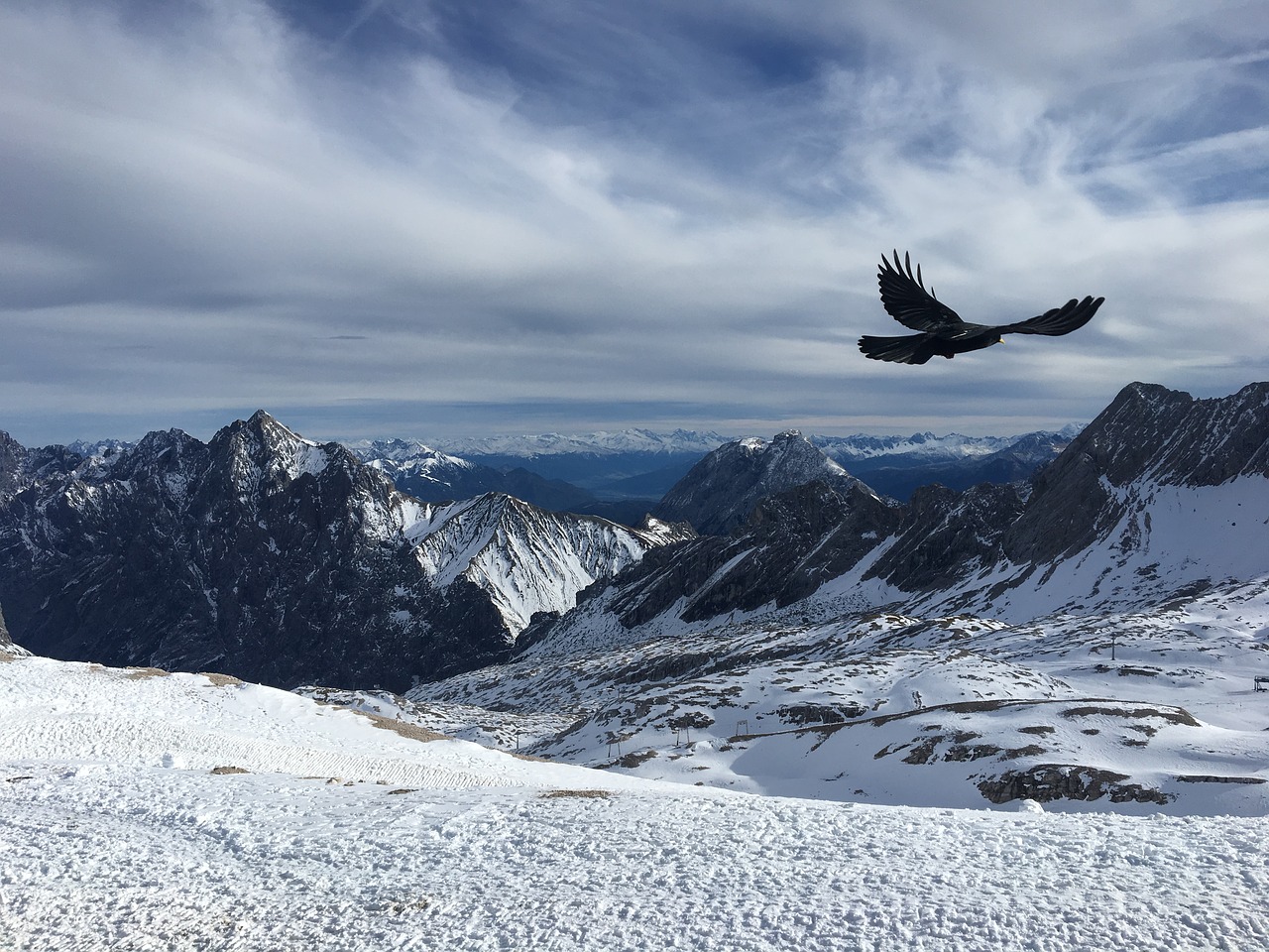 snow winter bird free photo