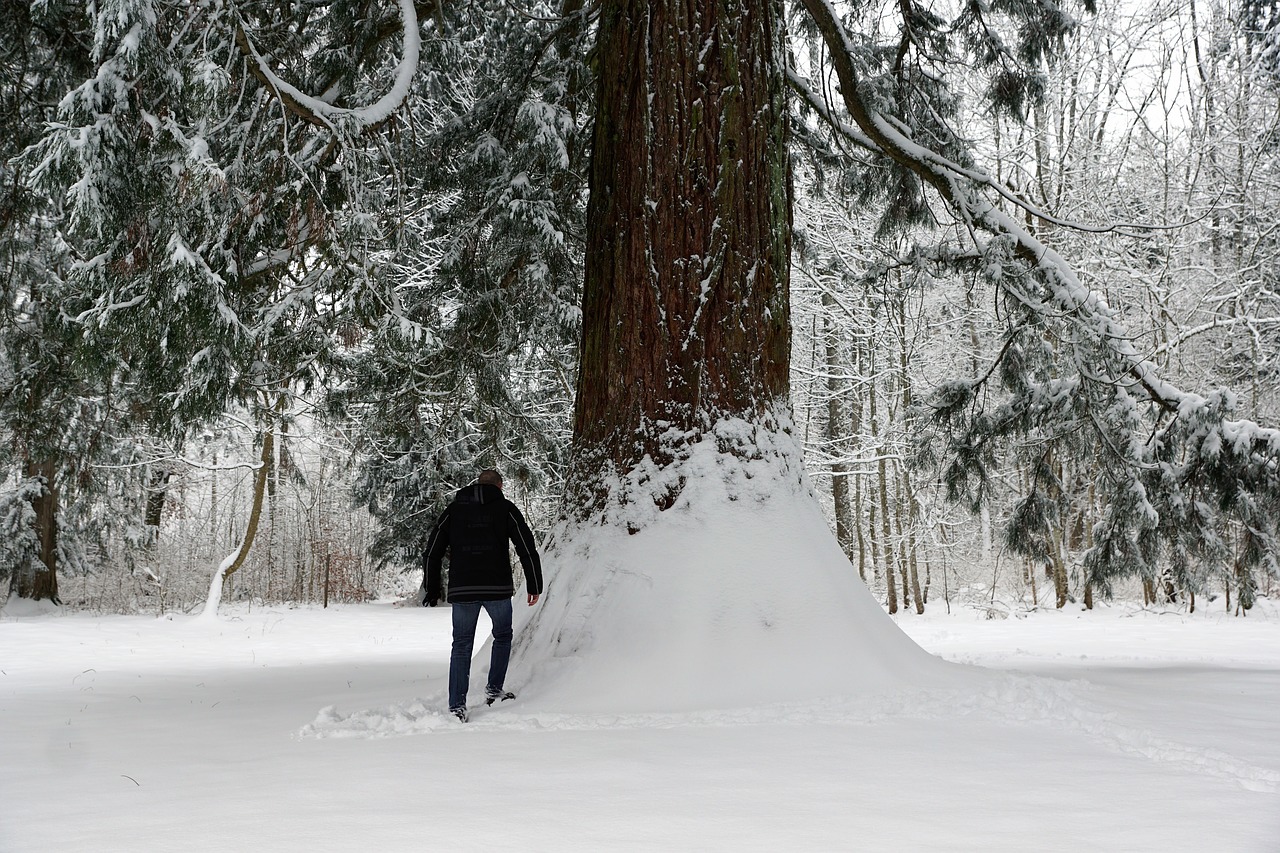 snow winter cold free photo